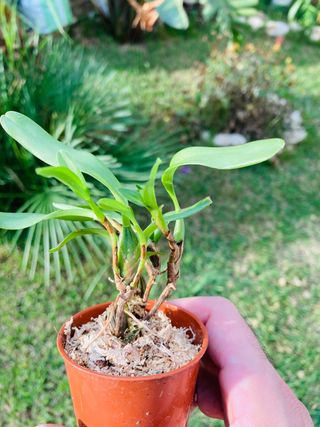 Maxillaria sophronitis