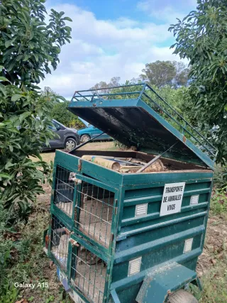Remolque para transporte de animales