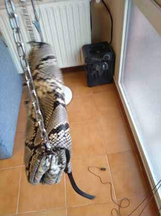 Bolso piel serpiente