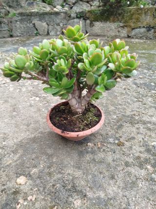 Árbol de Jade Bonsái