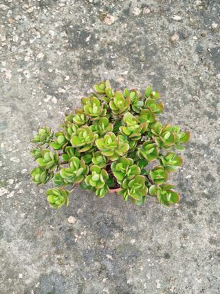 Árbol de Jade Bonsái