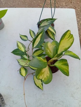 Hoya Carnosa 'Krimson Queen'