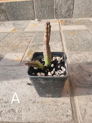 Stapelia Caralluma Repens