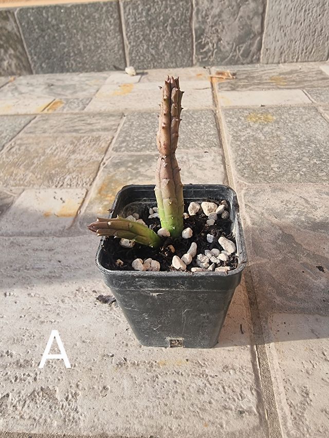 Stapelia Caralluma Repens