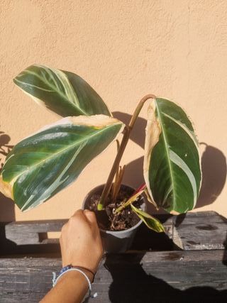 Stromanthe Sanguinea Triostar Pianta