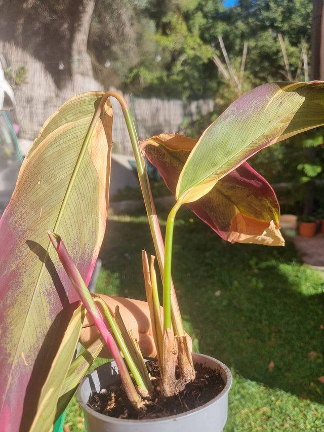 Stromanthe Sanguinea Triostar Pianta