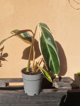 Stromanthe Sanguinea Triostar Pianta