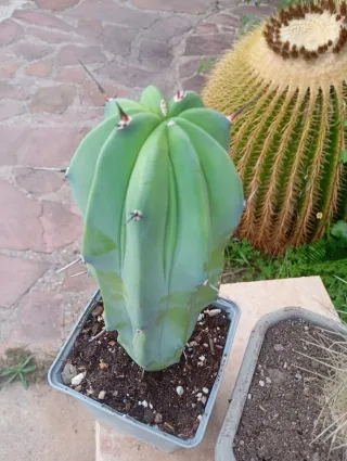 Cactus lote colección 