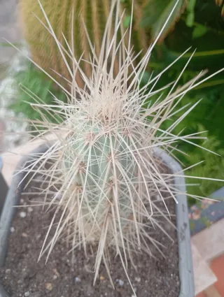 Cactus lote colección 