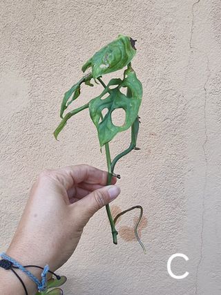 Talea Monstera Adansonii