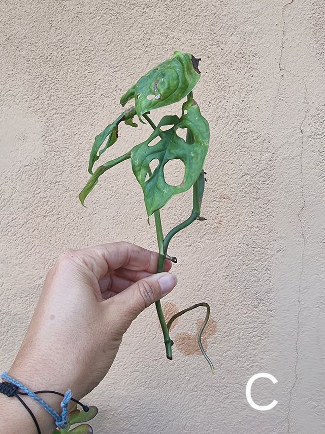 Talea Monstera Adansonii