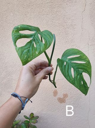 Talea Monstera Adansonii