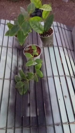Hoya Carnosa Rosa