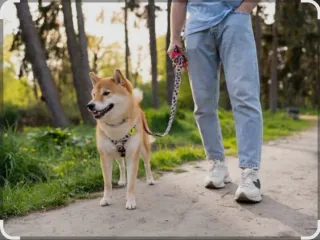 Paseo perros