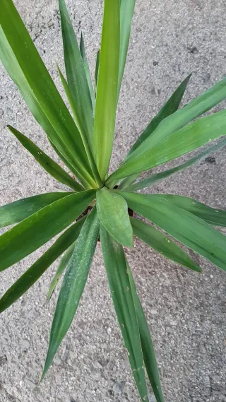 Pianta di Yucca in vaso