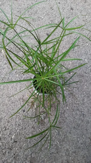 Pianta di papiro