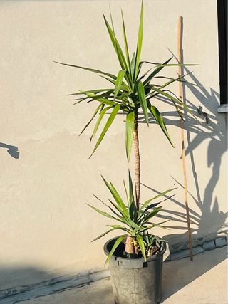 Tronchetto della felicità