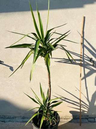 Tronchetto della felicità