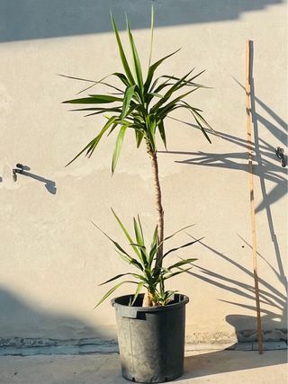 Tronchetto della felicità