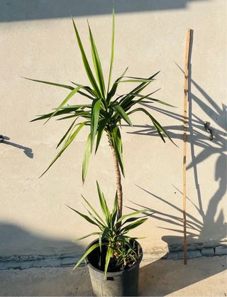 Tronchetto della felicità