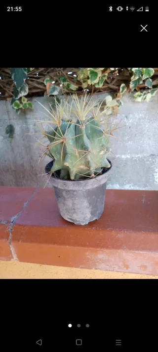 Cactus con spine