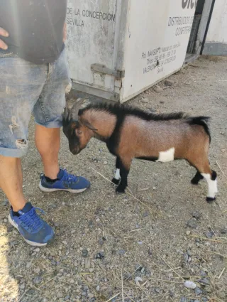 Chivo enano para monta