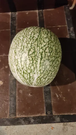 Calabaza decorativa verde Cabello Ángel Conserva.