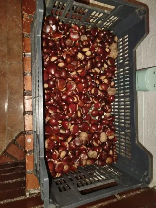 Castagne della Sierra de Gredos