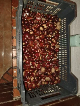 Castagne della Sierra de Gredos