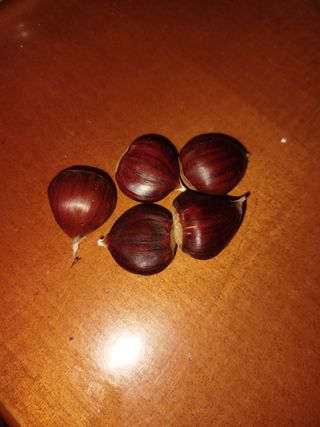 Castagne della Sierra de Gredos
