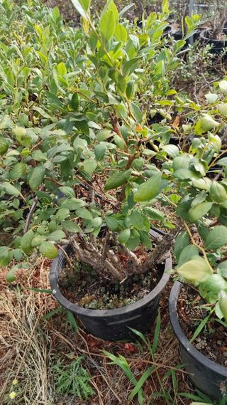 Pianta di mirtillo in vaso Hay Legacy Star Camil