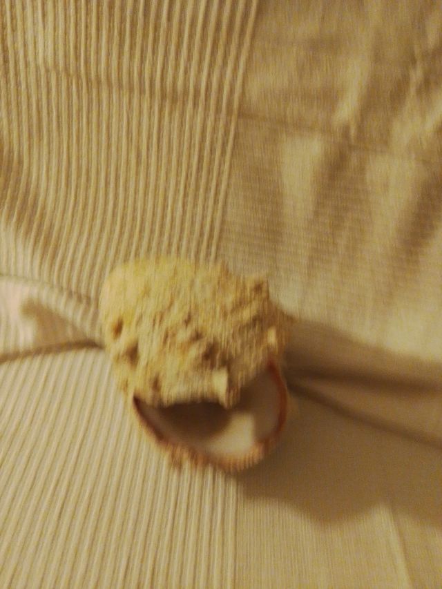 Jabonera concha piedra natural