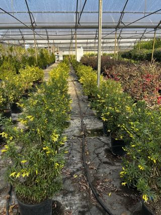 Eremophila Maculata Aurea