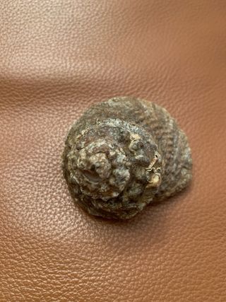 Collezione minerali: Rosa del Deserto, Quarzo, Mal