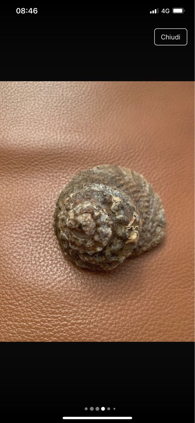 Collezione minerali: Rosa del Deserto, Quarzo, Mal