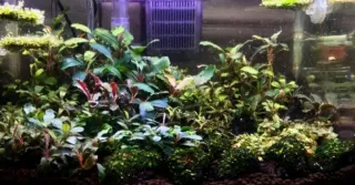 Lote plantas acuáticas para Ahs