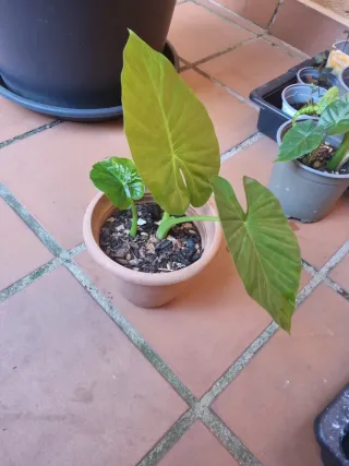 Planta Marquesa