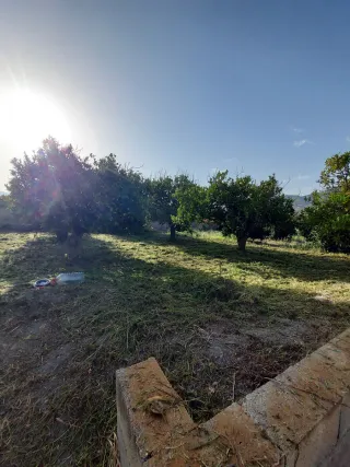 Jardinero y mantenimiento de fincas