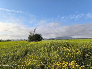 Solar en venta en Algaida