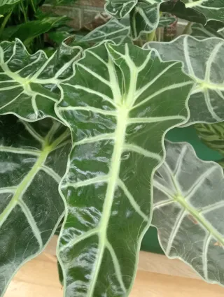 Planta Alocasia Polly