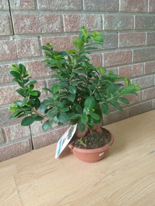 Planta Ficus Bonsai Ginseng