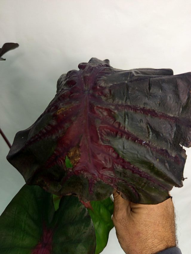 Monstera Albo Variegata  21.10.6+ Black Lava