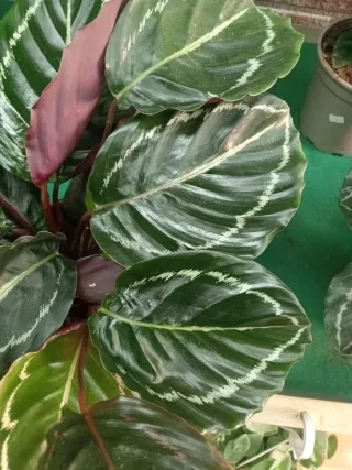 Planta Calathea Medallón