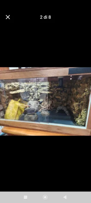 Terrario per geco leopardino