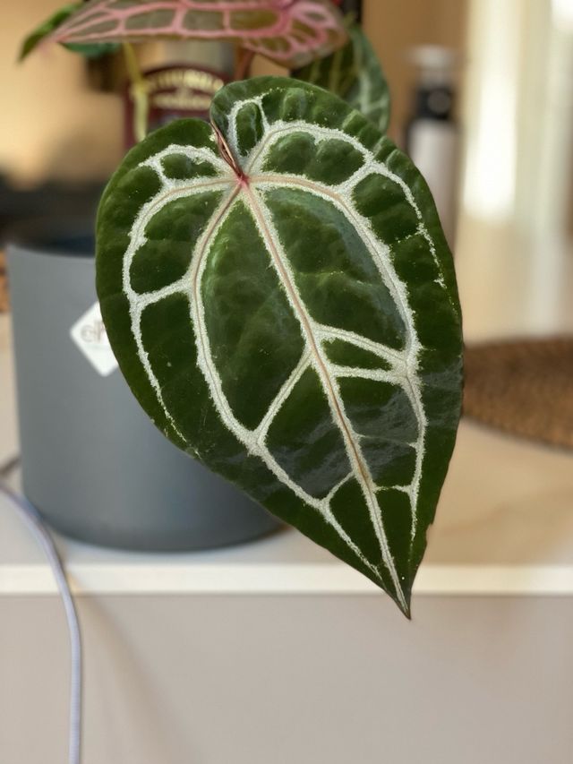 Anthurium Michelle vaso 12