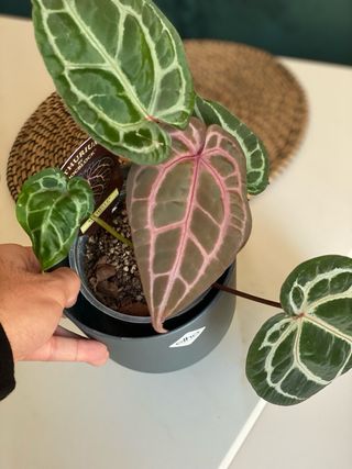 Anthurium Michelle vaso 12