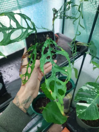 Monstera Obliqua Peru