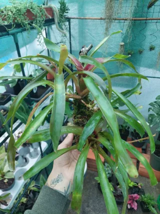 Bromélia montada em Cortiça