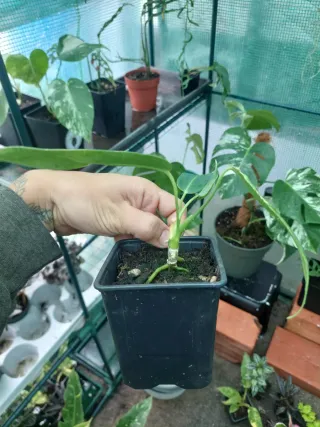 Anthurium Warocqueanum - Envio sem vaso