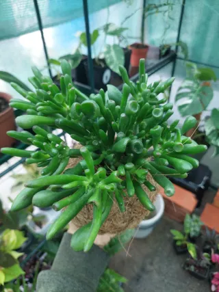 Planta Suculenta em Kokedama Fibra de Coco